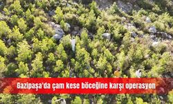 Gazipaşa'da çam kese böceğine karşı operasyon