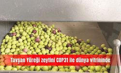 Tavşan Yüreği zeytini COP31 ile dünya vitrininde