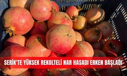 Serik'te yüksek rekolteli nar hasadı erken başladı