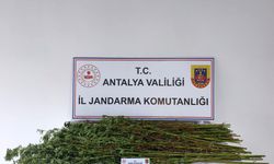 Jandarmadan uyuşturucu operasyonu