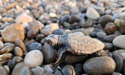 Uzay Kongresi'nin maskotu caretta caretta