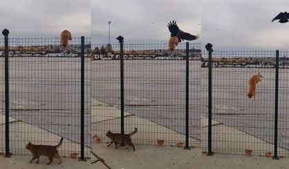 Tellerden inemeyen  kediye yardım eden karga