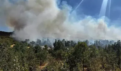 Yangınlar, iki önemli kuş göç yolunu olumsuz etkiledi