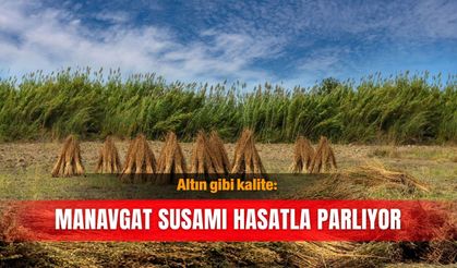 Altın gibi kalite: Manavgat Susamı hasatla parlıyor