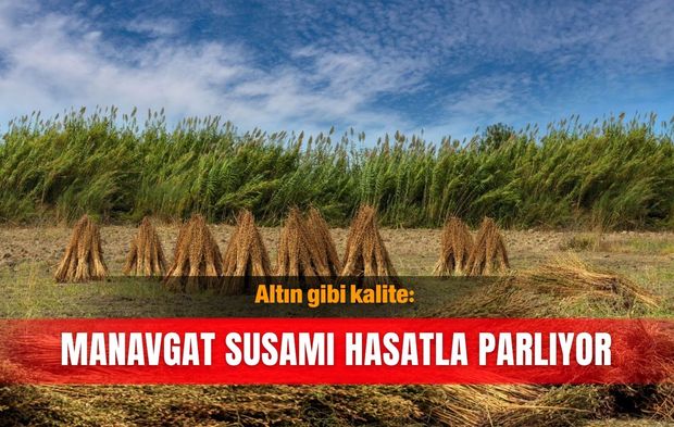 Altın gibi kalite: Manavgat Susamı hasatla parlıyor