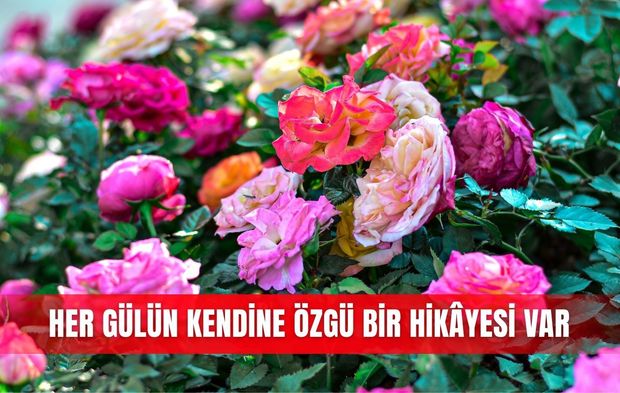 Her gülün kendine özgü bir hikâyesi var