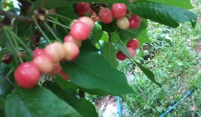 Gazipaşa'da sezonun ilk kiraz hasadı yapıldı
