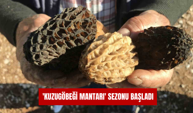 Antalya'da 'kuzugöbeği mantarı' sezonu başladı