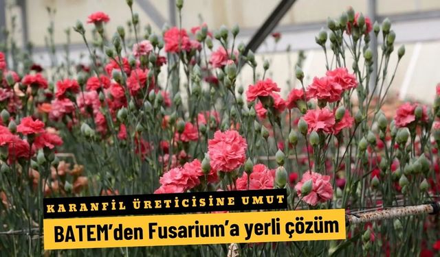 Karanfil üreticisine umut: BATEM’den Fusarium’a yerli çözüm