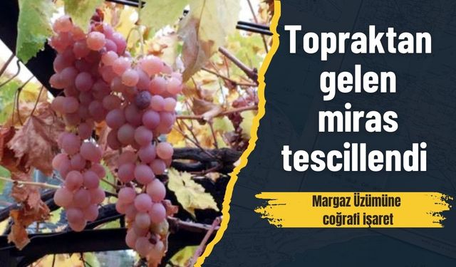 Topraktan gelen miras tescillendi: Margaz Üzümüne coğrafi işaret