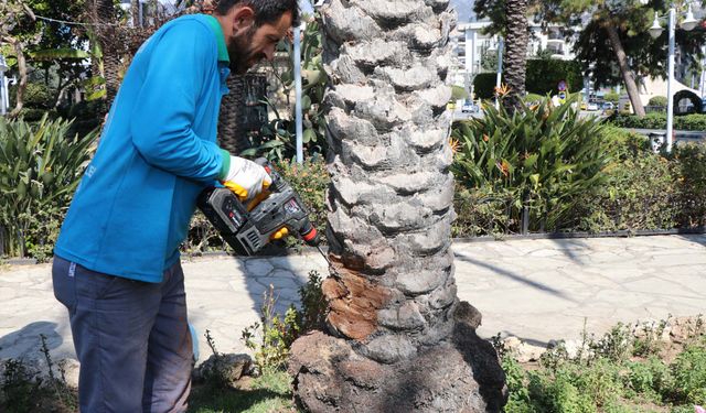 Endoterapiyle korumaya alındı