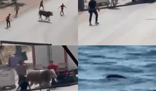 Mersin'de boğa ortalığı birbirine kattı