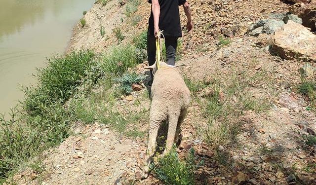 Isparta’da kurbanlık koyun kurtarma operasyonu