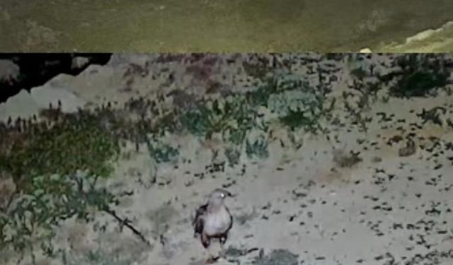 Akarca Yaylası’nda iki sürpriz misafir