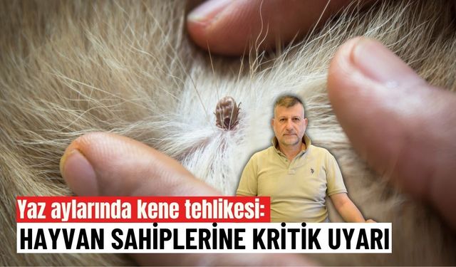 Yaz aylarında kene tehlikesi: Hayvan sahiplerine kritik uyarı