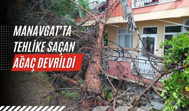 Manavgat’ta tehlike saçan ağaç devrildi