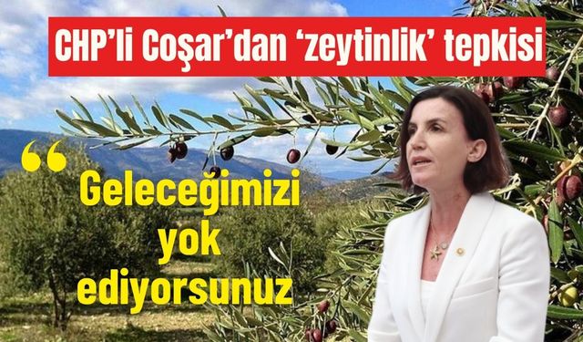 CHP’li Coşar’dan ‘zeytinlik’ tepkisi: Geleceğimizi yok ediyorsunuz