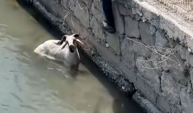 Finike’de kurbanlık kaçtı, dereye atladı!