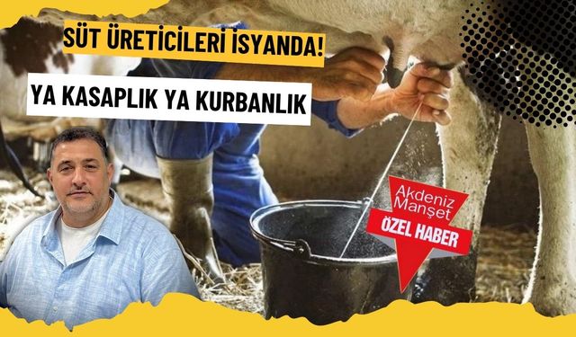 Süt üreticileri isyanda! YA KASAPLIK YA KURBANLIK