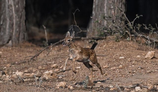 Antalya’da doğaya salınan alageyiğin hareketleri uyduyla izleniyor