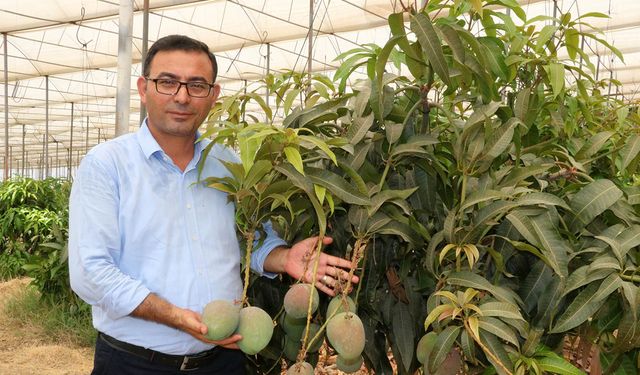 ‘Tüketicimiz yerli mangoyu tercih etsin’