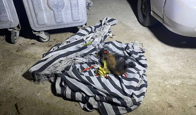Serik'te çıkan yangında köpek telef oldu