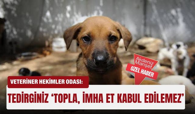 Veteriner Hekimler Odası: Tedirginiz ‘Topla, imha et kabul edilemez’