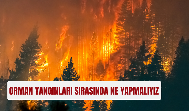 Orman yangınlarının çıkmaması için neler yapabiliriz? alınması gereken önlemler