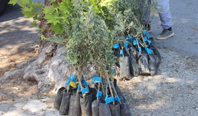 Büyükşehirden zeytin seferberliği