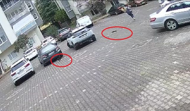 Yavru kediler, önlerine kattıkları kadını evine kadar kovaladı