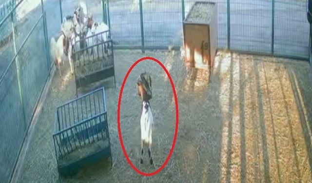 Cüce keçi poşetiyle ortalığı birbirine kattı