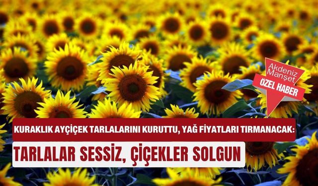 Kuraklık ayçiçek tarlalarını kuruttu, yağ fiyatları tırmanacak: Tarlalar sessiz, çiçekler solgun