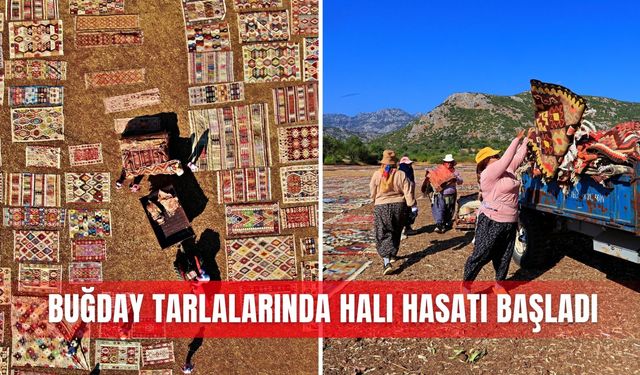 Buğday tarlalarında halı hasatı başladı