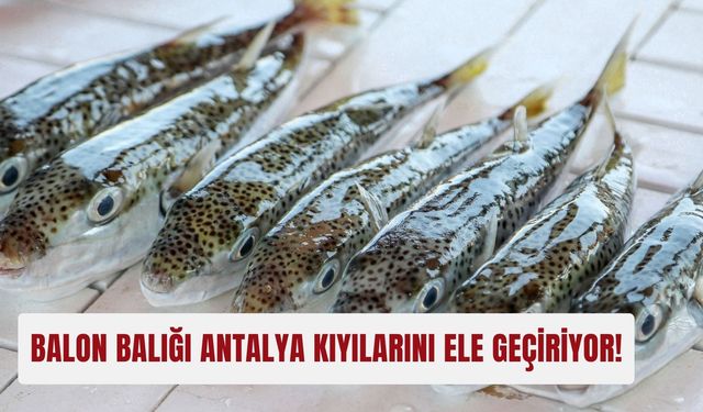 Balon balığı Antalya kıyılarını ele geçiriyor!