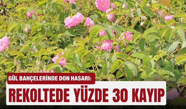 Gül bahçelerinde don hasarı: Rekoltede yüzde 30 kayıp