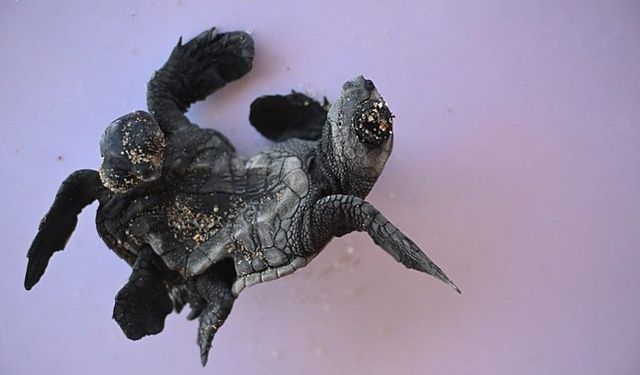 Antalya’da bulunan siyam ikizi caretta