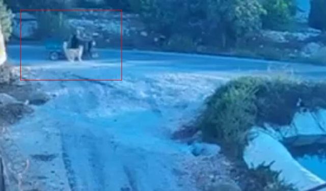 Köpek motosiklete saldırdı