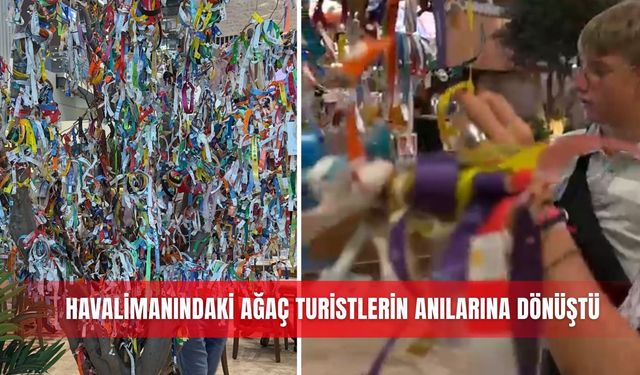 Havalimanındaki ağaç turistlerin anılarına dönüştü