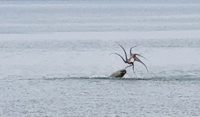 Çeşme sahilinde fokun ahtapot avı