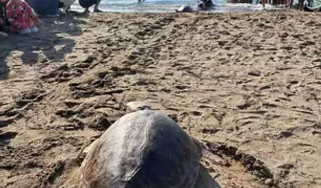 Tedavileri tamamlanıp denize bırakıldılar