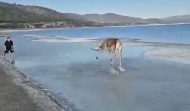 Salda Gölü'nün maskot geyiği, vatandaşlarla keyifli anlar yaşadı
