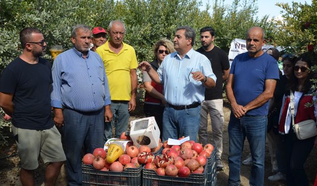 Serik'te nar hasadı başladı