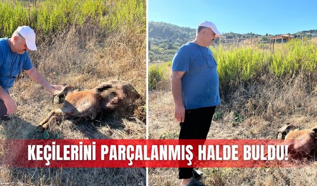Keçilerini parçalanmış halde buldu!