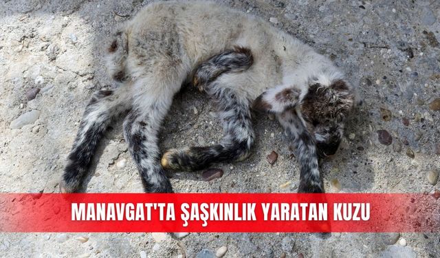 Manavgat'ta şaşkınlık yaratan kuzu