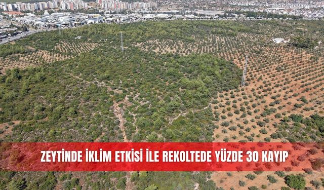 Zeytinde iklim etkisi ile rekoltede yüzde 30 kayıp