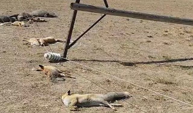 Korkunç manzara: Düşen enerji hattı yaban hayvanlarını öldürdü