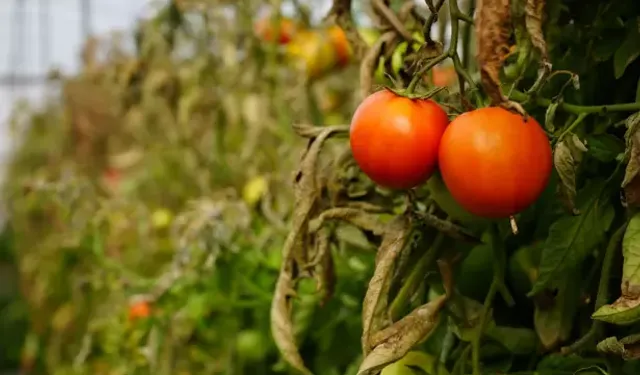 Söğüt domatesine coğrafi işaret alınacak
