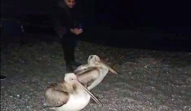 Dünyaca ünlü sahilde pelikan şaşkınlığı