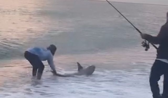 Amatör kıyı balıkçısının oltasına köpek balığı takıldı