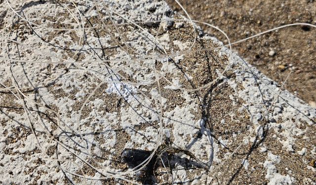 Deniz dibinde balık ağlarına takılı yaralı caretta caretta kurtarıldı